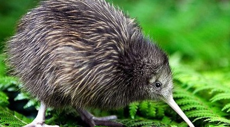 “Kiwi kiwi” là gì?