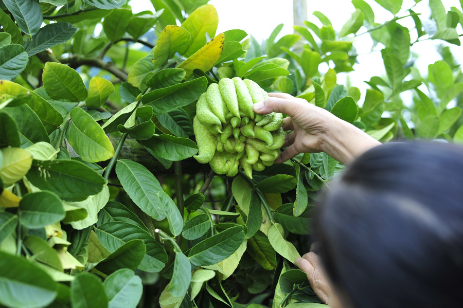 Hình dáng giống như bàn tay Phật