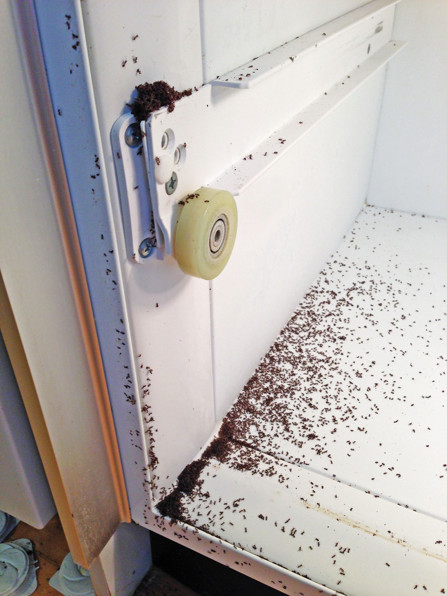 Kiến có sống được trong môi trường tủ lạnh không?
