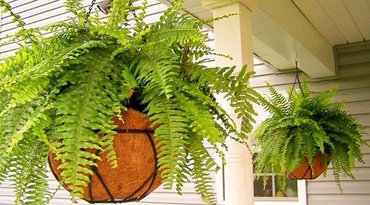 Sử dụng cây hút ẩm